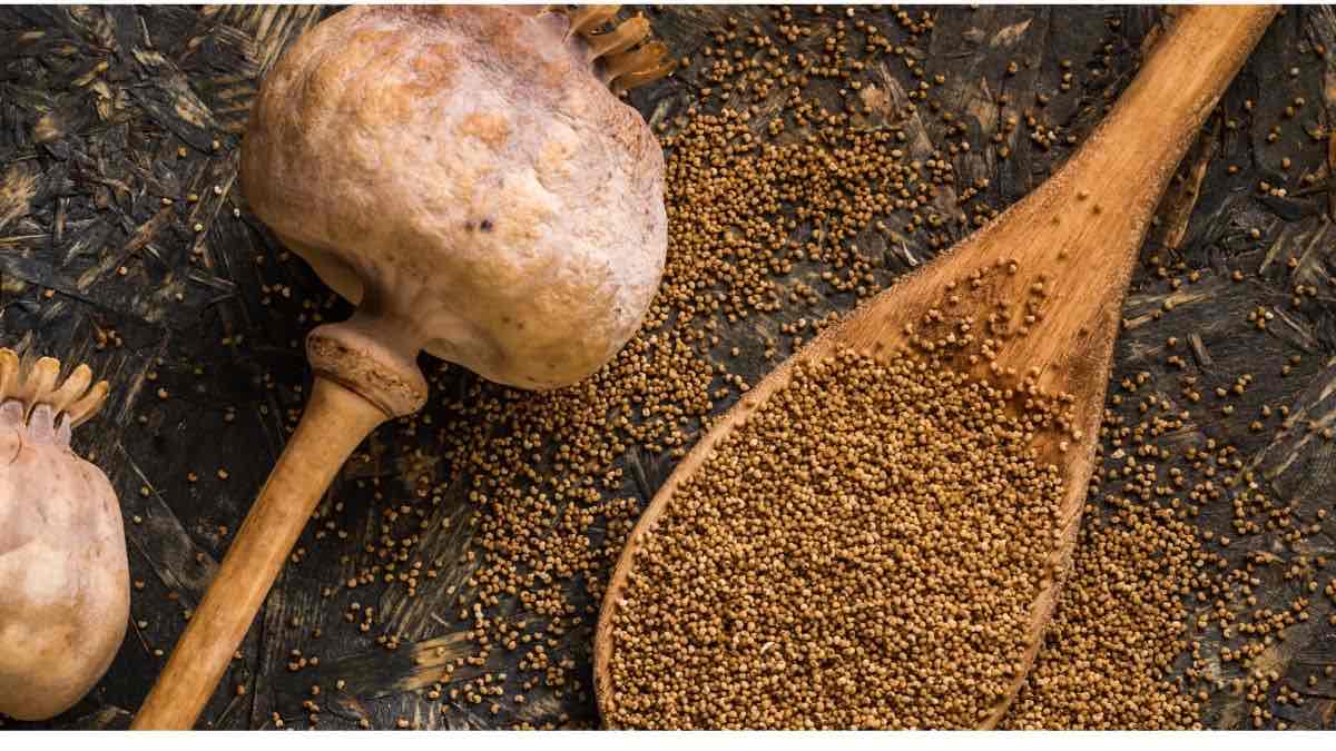 Khus Khus Benefits ಮನೆಯಲ್ಲಿ ಗಸಗಸೆ ಇದ್ರೆ ಸಾಕು, ಈ ಆರೋಗ್ಯ ಸಮಸ್ಯೆಗಳು