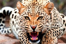 Cheetah: ನಮೀಬಿಯಾದಿಂದ ಬಂದ ಚಿರತೆಗಳನ್ನು ಬಿಡಲು ಕುನೋ ಉದ್ಯಾನವನವೇ ಆಯ್ಕೆಯಾಗಿದ್ದೇಕೆ? Cheetah: ನಮೀಬಿಯಾದಿಂದ ಬಂದ ಚಿರತೆಗಳನ್ನು ಬಿಡಲು ಕುನೋ ಉದ್ಯಾನವನವೇ ಆಯ್ಕೆಯಾಗಿದ್ದೇಕೆ?