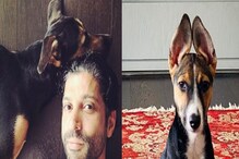 Farhan Akhtar: ಮುದ್ದಿನ ಸಾಕು ನಾಯಿಗಳೊಂದಿಗೆ ಫರ್ಹಾನ್ ಸಿಂಗಿಂಗ್; ವಿಡಿಯೋ ವೈರಲ್ Farhan Akhtar: ಮುದ್ದಿನ ಸಾಕು ನಾಯಿಗಳೊಂದಿಗೆ ಫರ್ಹಾನ್ ಸಿಂಗಿಂಗ್; ವಿಡಿಯೋ ವೈರಲ್