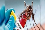 Dengue Fever Signs: ನಿಮಗೆ ಬಂದಿರೋದು ಡೆಂಗ್ಯೂ ಜ್ವರನಾ? ಇದರ ಲಕ್ಷಣಗಳ ಬಗ್ಗೆ ತಿಳಿದುಕೊಳ್ಳಿ