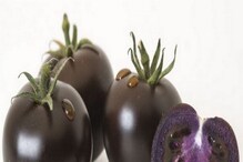 Purple Tomato: ಈ ನೇರಳೆ ಟೊಮೇಟೊದಲ್ಲಿದೆ ಕ್ಯಾನ್ಸರ್ ಅನ್ನು ಹೋಗಲಾಡಿಸುವ ಶಕ್ತಿ! ಸೇವಿಸಿ ನೋಡಿ Purple Tomato: ಈ ನೇರಳೆ ಟೊಮೇಟೊದಲ್ಲಿದೆ ಕ್ಯಾನ್ಸರ್ ಅನ್ನು ಹೋಗಲಾಡಿಸುವ ಶಕ್ತಿ! ಸೇವಿಸಿ ನೋಡಿ