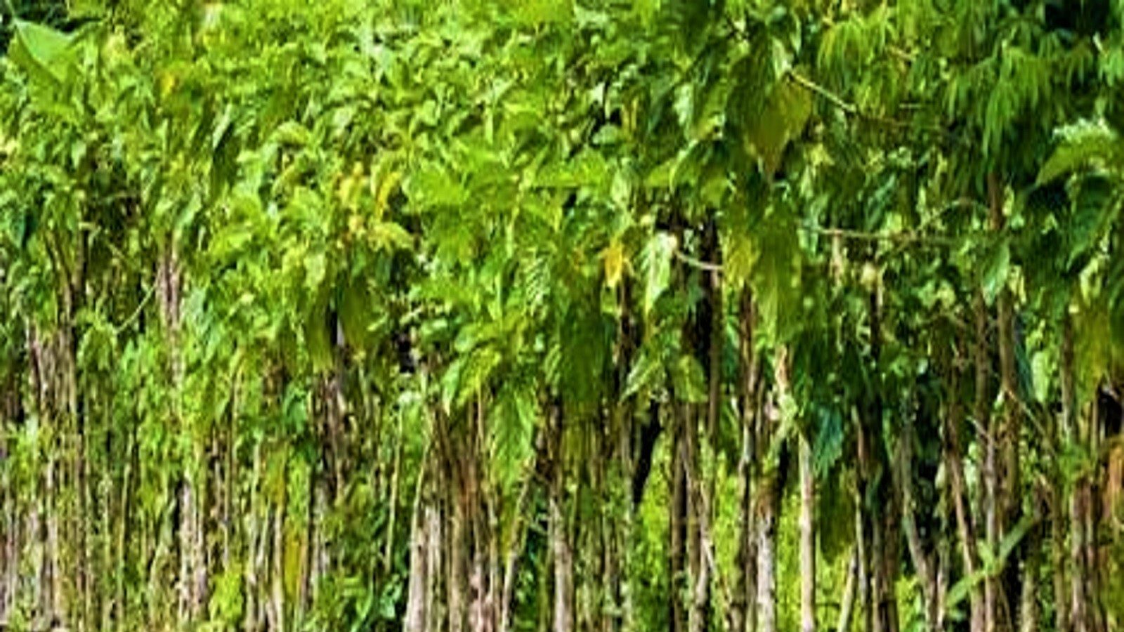 Bio-Fencing: ರೈತರ ಹೊಲದ ರಕ್ಷಣೆಗೆ ಇದೆ ಜೈವಿಕ ಬೇಲಿ! ಕಡಿಮೆ ವೆಚ್ಚದಲ್ಲಿ ...