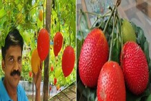 Gac Fruit: ಅಪರೂಪದ ಗ್ಯಾಕ್ ಹಣ್ಣನ್ನು ಬೆಳೆಸಿ ಲಕ್ಷ ಲಕ್ಷ ಆದಾಯ ಗಳಿಸ್ತಿದ್ದಾರೆ ಕೇರಳದ ಕೃಷಿಕ Gac Fruit: ಅಪರೂಪದ ಗ್ಯಾಕ್ ಹಣ್ಣನ್ನು ಬೆಳೆಸಿ ಲಕ್ಷ ಲಕ್ಷ ಆದಾಯ ಗಳಿಸ್ತಿದ್ದಾರೆ ಕೇರಳದ ಕೃಷಿಕ