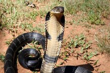 King Cobra: ಅಬ್ಬಬ್ಬಾ! 1 ವಾರ ಕಾರಿನಲ್ಲಿಯೇ ಅಡಗಿ ಕುಳಿತಿತ್ತಂತೆ ಈ ಕಾಳಿಂಗ ಸರ್ಪ King Cobra: ಅಬ್ಬಬ್ಬಾ! 1 ವಾರ ಕಾರಿನಲ್ಲಿಯೇ ಅಡಗಿ ಕುಳಿತಿತ್ತಂತೆ ಈ ಕಾಳಿಂಗ ಸರ್ಪ