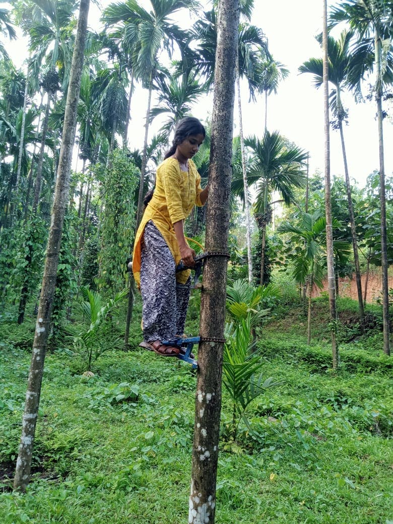 Arecanut Tree: ಅಡಿಕೆ ಮರ ಹತ್ತುವುದು ಇನ್ನು ಸಲೀಸು, ಬಂದಿದೆ ಗ್ರಾಮೀಣ ಕೃಷಿಕನ ...