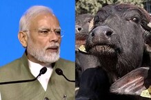 ಅಂತಾರಾಷ್ಟ್ರೀಯ ಮಟ್ಟದಲ್ಲಿ ಮಿಂಚಿದ ಭಾರತದ 'ಬನ್ನಿ': ಈ ಎಮ್ಮೆ ಬಗ್ಗೆ ಉಲ್ಲೇಖಿಸಿದ್ದೇಕೆ ಪಿಎಂ ಮೋದಿ? ಅಂತಾರಾಷ್ಟ್ರೀಯ ಮಟ್ಟದಲ್ಲಿ ಮಿಂಚಿದ ಭಾರತದ 'ಬನ್ನಿ': ಈ ಎಮ್ಮೆ ಬಗ್ಗೆ ಉಲ್ಲೇಖಿಸಿದ್ದೇಕೆ ಪಿಎಂ ಮೋದಿ?