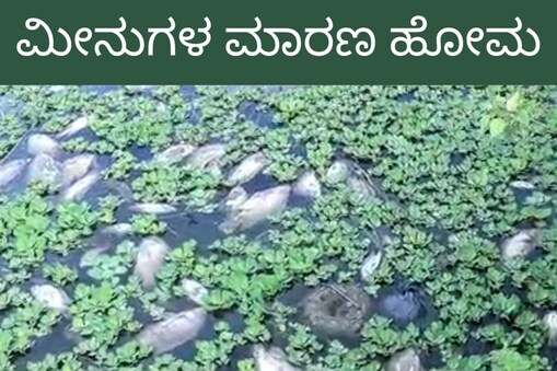 ಮೀನುಗಳ ಮಾರಣ ಹೋಮ