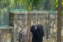 Largest Zoos In India: ಇವು ಭಾರತದ ಅತಿ ದೊಡ್ಡ ಪ್ರಾಣಿ ಸಂಗ್ರಹಾಲಯ; ಬ್ಯಾಗು ಹಿಡಿ, ದಸರಾ ರಜೆಗೆ ನಡೆ! Largest Zoos In India: ಇವು ಭಾರತದ ಅತಿ ದೊಡ್ಡ ಪ್ರಾಣಿ ಸಂಗ್ರಹಾಲಯ; ಬ್ಯಾಗು ಹಿಡಿ, ದಸರಾ ರಜೆಗೆ ನಡೆ!