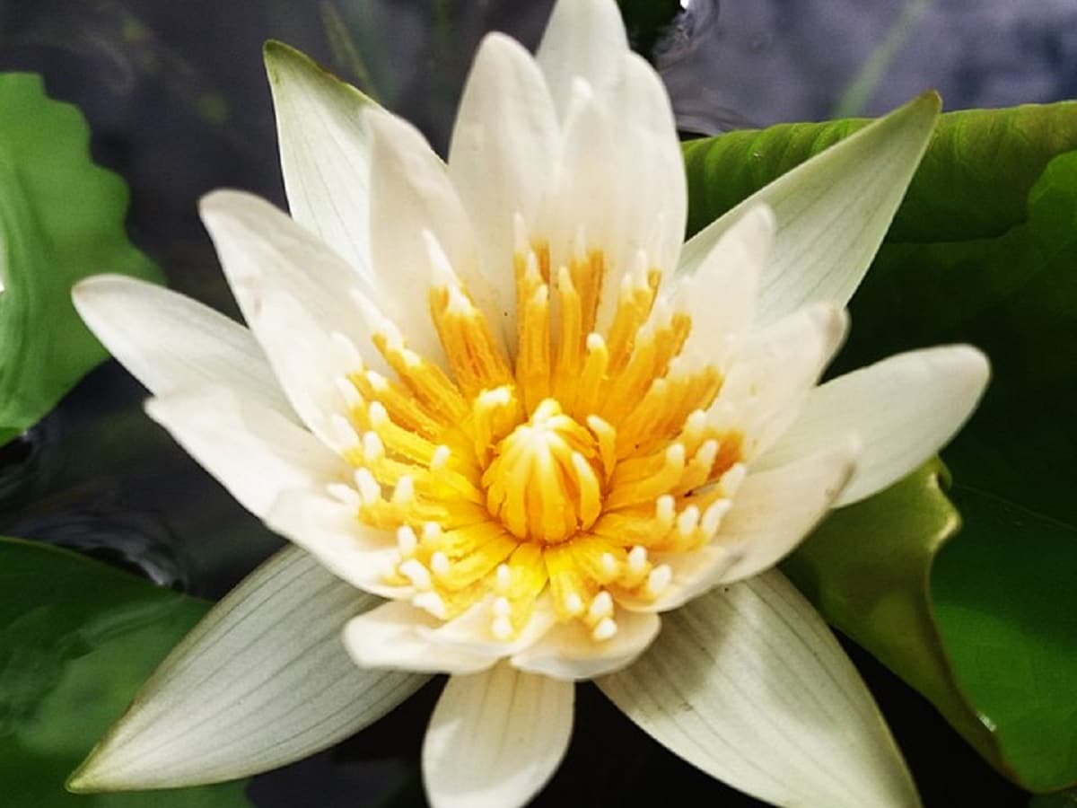 Lotus: ಸೌಂದರ್ಯದಿಂದಲೇ ಸೆಳೆಯುವ ಕಮಲದ ಹೂವಿನ ಜೀವನಚಕ್ರ ಹೇಗಿರುತ್ತದೆ ಗೊತ್ತಾ