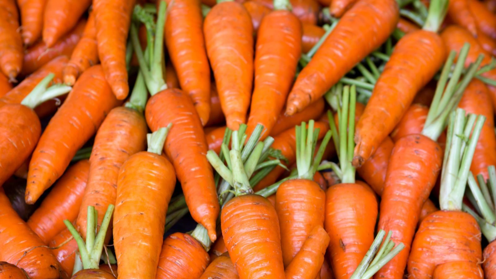 Carrot Benefits ಕ್ಯಾರೆಟ್ ಹೇಗೇಗೋ ತಿನ್ಬೇಡಿ, ಈ ರೀತಿ ತಿಂದು ಪ್ರಯೋಜನ ಪಡೆಯಿರಿ