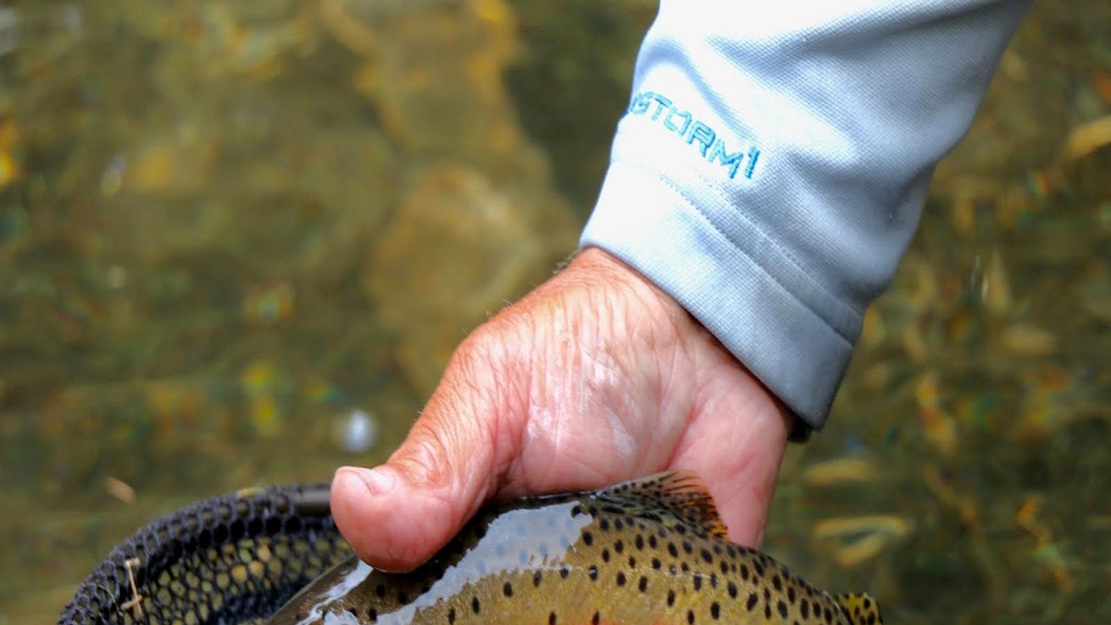 Extinct Greenback Cutthroat Trout fish brought back to life 100 Years