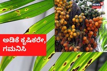 ಅಡಿಕೆ ಎಲೆ ಚುಕ್ಕೆ ರೋಗಕ್ಕೆ ಔಷಧ; ಇಲ್ಲಿದೆ ಮಹತ್ವದ ಮಾಹಿತಿ ಅಡಿಕೆ ಎಲೆ ಚುಕ್ಕೆ ರೋಗಕ್ಕೆ ಔಷಧ; ಇಲ್ಲಿದೆ ಮಹತ್ವದ ಮಾಹಿತಿ