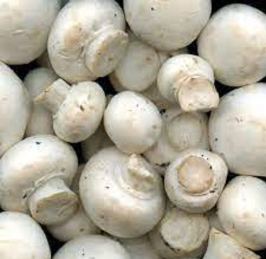 Health Benefits Of Mushroom ಅಣಬೆಗಳು ರುಚಿಯೊಂದೇ ಅಲ್ಲ, ರೋಗ ತಡೆಗಟ್ಟುವ