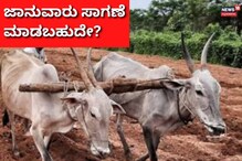 ಚರ್ಮಗಂಟು ರೋಗ ಹೆಚ್ಚಳ; ಈಗಲೂ ಜಾನುವಾರು ಸಾಗಣೆ ಮಾಡಬಹುದೇ? ಚರ್ಮಗಂಟು ರೋಗ ಹೆಚ್ಚಳ; ಈಗಲೂ ಜಾನುವಾರು ಸಾಗಣೆ ಮಾಡಬಹುದೇ?