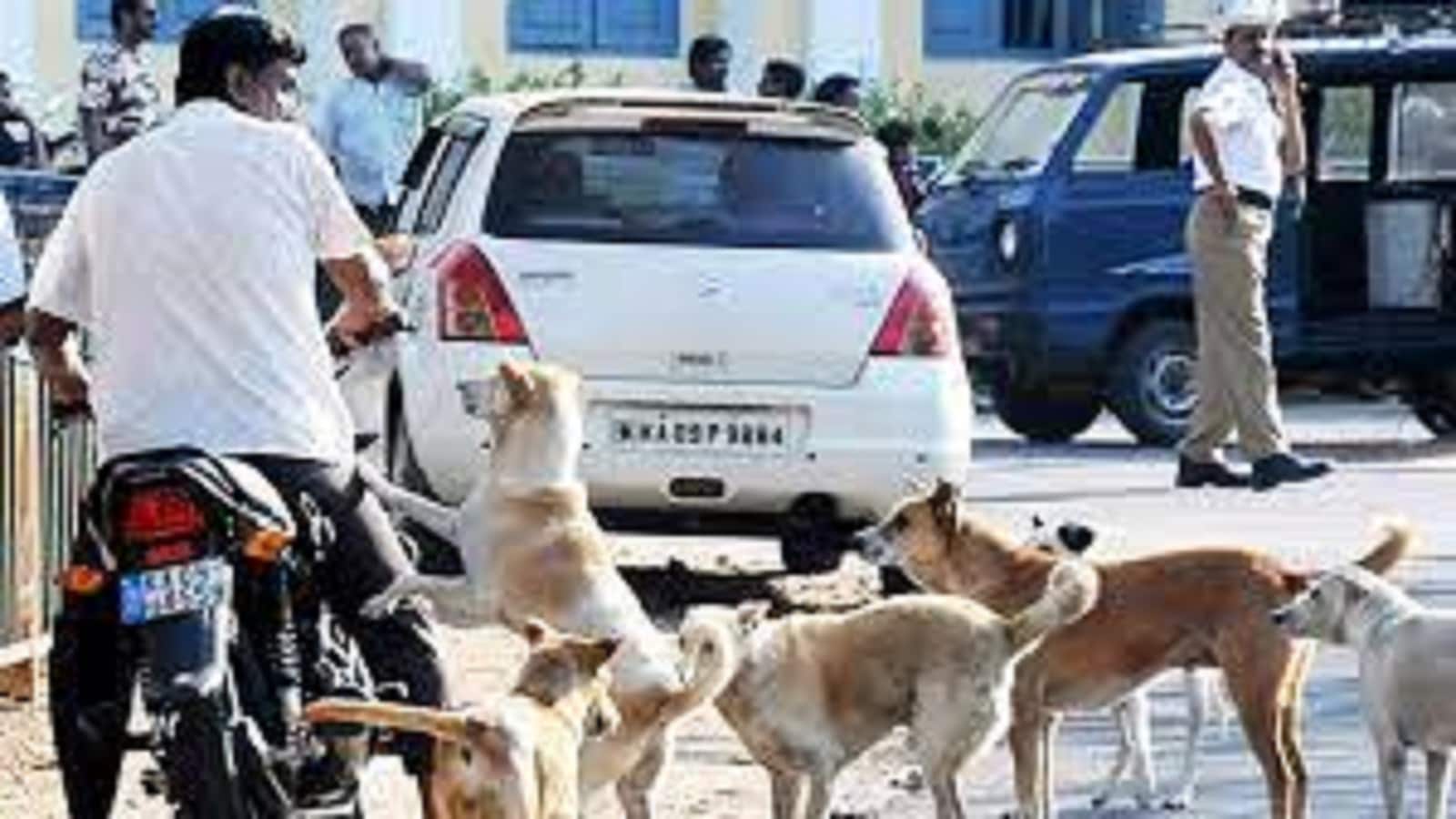 You must use these tips to protect yourself from street dog attacks