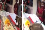 Viral Video: ತುತ್ತು ಅನ್ನ ಕೊಟ್ಟವ ಸತ್ತು ಮಲಗಿದಾಗ ಮರುಗಿದ ಮಂಗ! ಶವದ ಮುಂದೆ ಕೋತಿ ಗೋಳಾಟ