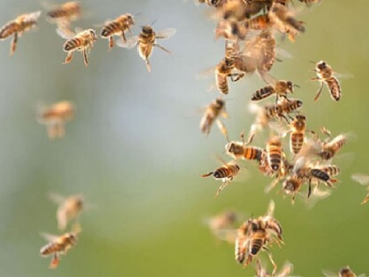 Insects in the Environment: ಚಿಕ್ಕ ಕೀಟ ಅಂತ ಕೊಲ್ಲದಿರಿ, ಪರಿಸರ ರಕ್ಷಣೆಗೆ ...