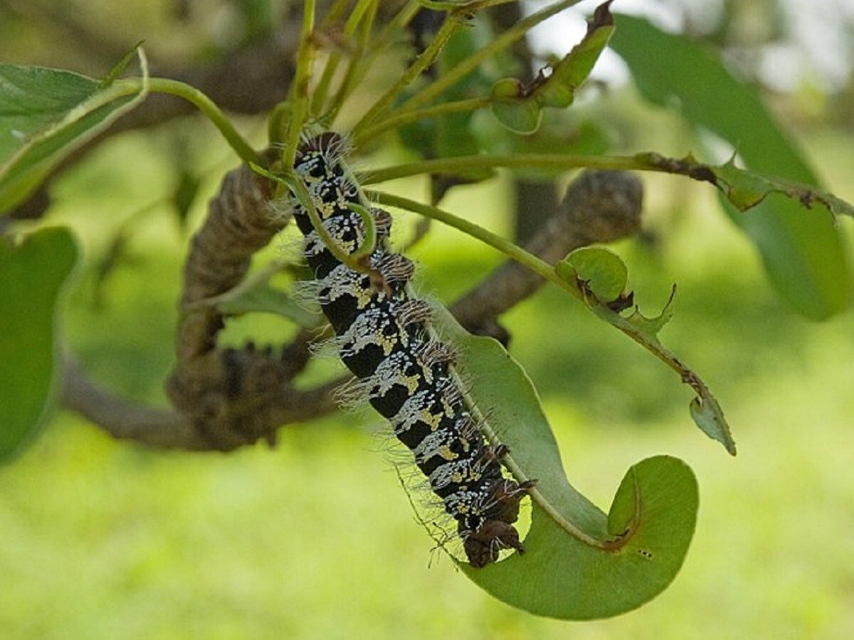 Insects in the Environment: ಚಿಕ್ಕ ಕೀಟ ಅಂತ ಕೊಲ್ಲದಿರಿ, ಪರಿಸರ ರಕ್ಷಣೆಗೆ ...