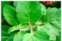 Tulasi dry leaves Vastu: ತುಳಸಿ ಎಲೆಯು ಒಣಗಿದೆ ಎಂದು ಬೇಜಾರಾಗ್ಬೇಡಿ, ಇದಕ್ಕೂ ಪರಿಹಾರವಿದೆ Tulasi dry leaves Vastu: ತುಳಸಿ ಎಲೆಯು ಒಣಗಿದೆ ಎಂದು ಬೇಜಾರಾಗ್ಬೇಡಿ, ಇದಕ್ಕೂ ಪರಿಹಾರವಿದೆ