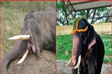 ಕಾಡಾನೆ ದಾಳಿ, ಮೈಸೂರು ಗಜಪಡೆಯ ಗೋಪಾಲಸ್ವಾಮಿ ಆನೆ ಸಾವು ಕಾಡಾನೆ ದಾಳಿ, ಮೈಸೂರು ಗಜಪಡೆಯ ಗೋಪಾಲಸ್ವಾಮಿ ಆನೆ ಸಾವು