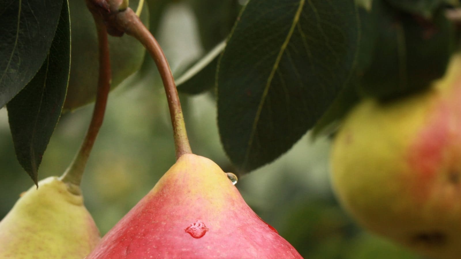 Pear Fruit ಯಾರಿಗೂ ಗೊತ್ತಿಲ್ಲದ ಮರಸೇಬು ಹಣ್ಣಿನ ಪ್ರಯೋಜನಗಳಿವು, ದಿನಕ್ಕೊಂದರಂತೆ