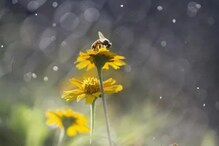 Climate Change: ಹವಾಮಾನ ಬದಲಾವಣೆ! ಭೂಮಿ ಮೇಲಿನ 65% ಕೀಟಗಳು ನಾಶ
