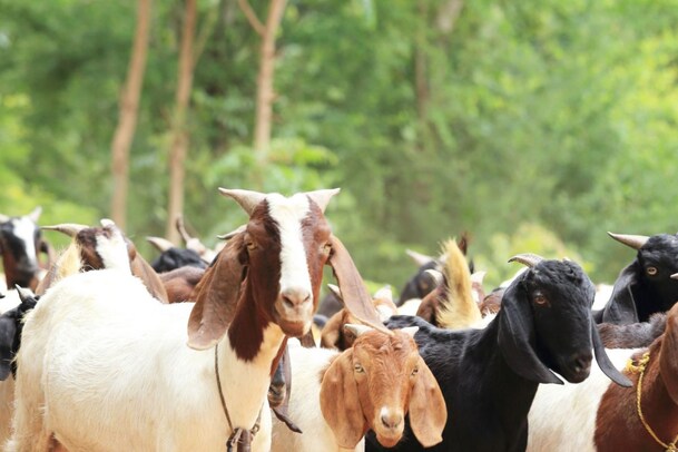 Goat Milk: ಎಮ್ಮೆ, ದನ ಮಾತ್ರ ಅಲ್ಲ ಆಡಿನ ಹಾಲಿನಿಂದ ಕೂಡ ಅದ್ಭುತ ಲಾಭಗಳಿವೆ