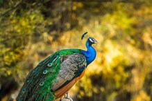 Peacock Viral Video: ನೆಟ್ಟಿಗರ ಮನ ಸೆಳೆದ ನವಿಲಿನ ಸುಂದರ ವಿಡಿಯೋ, ನೀವೂ ನೋಡಿ ಕಣ್ತುಂಬಿಕೊಳ್ಳಿ Peacock Viral Video: ನೆಟ್ಟಿಗರ ಮನ ಸೆಳೆದ ನವಿಲಿನ ಸುಂದರ ವಿಡಿಯೋ, ನೀವೂ ನೋಡಿ ಕಣ್ತುಂಬಿಕೊಳ್ಳಿ