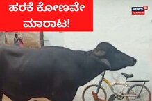 45,000 ರೂಪಾಯಿಗೆ ದೇವರ ಹರಕೆ ಕೋಣ ಮಾರಾಟ! 45,000 ರೂಪಾಯಿಗೆ ದೇವರ ಹರಕೆ ಕೋಣ ಮಾರಾಟ!