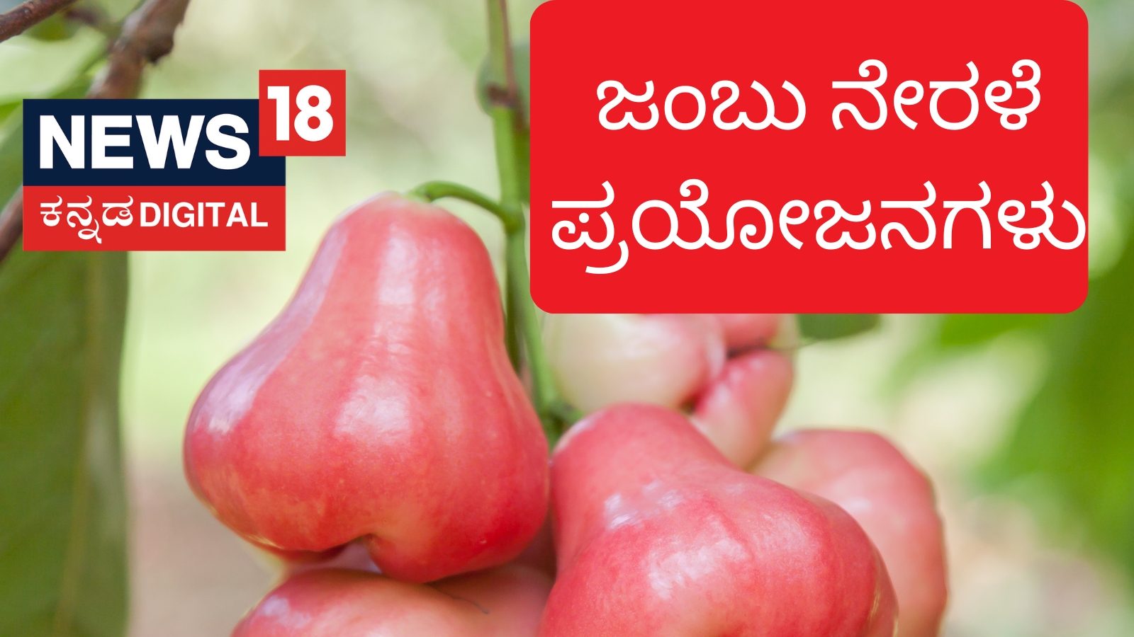 Rose Apple Benefits: ಜಂಬು ನೇರಳೆ ಎಂಬ ಸೂಪರ್ ಫ್ರೂಟ್ , ಇದರಿಂದಾಗುವ ಆರೋಗ್ಯ ...