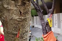 Bengaluru: ಮರದಿಂದ ಹೊರ ಬರ್ತಿದೆ ಕೆಂಪು ದ್ರವ; ಸ್ಥಳೀಯರಿಂದ ಪೂಜೆ Bengaluru: ಮರದಿಂದ ಹೊರ ಬರ್ತಿದೆ ಕೆಂಪು ದ್ರವ; ಸ್ಥಳೀಯರಿಂದ ಪೂಜೆ
