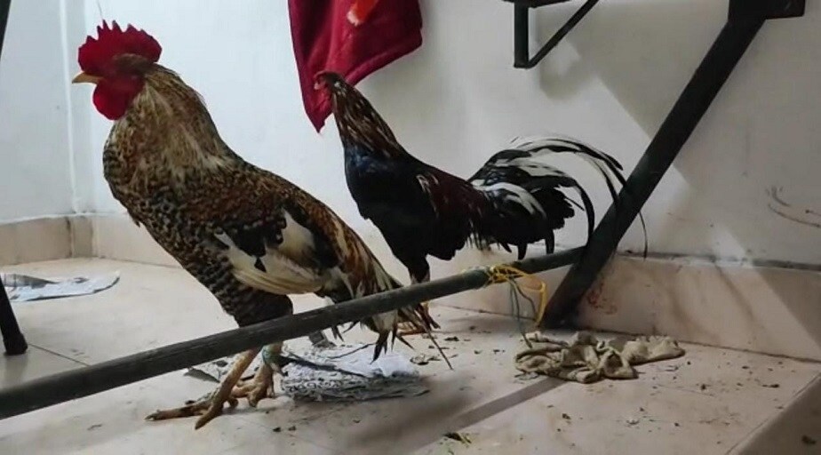 Cocks spend two days in police custody, Odissa Viral News, war of hen, war of cocks, kannada news, karnataka news, ಕನ್ನಡ ನ್ಯೂಸ್, ಕರ್ನಾಟಕ ನ್ಯೂಸ್, ಮನುಷ್ಯರು ಆಡಿದ ಆಟಕ್ಕೆ ಕೋಳಿಗಳು ಬಲಿ, ಹುಂಜಕ್ಕಾಗಿ 5000 ರುಪಾಯಿಗಳನ್ನು ಖರ್ಚು ಮಾಡಿದ ಪೊಲೀಸ್, 2 ದಿನಗಳ ಕಾಲ ಜೈಲು ವಾಸ ಮಾಡಿದ ಹುಂಜ