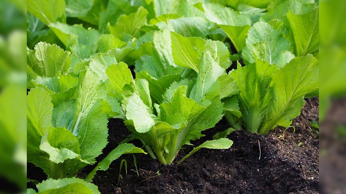 Mustard Leaves ಸಾಸಿವೆ ಸೊಪ್ಪನ್ನು ನಿಮ್ಮ ಆಹಾರದಲ್ಲಿ ಸೇರಿಸುವುದರಿಂದ ಇಷ್ಟೆಲ್ಲಾ ಪ್ರಯೋಜನಗಳಿದ್ಯಾ