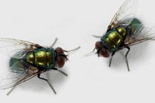 A Fly: ಈ ಸಮಯದಲ್ಲಿ ಹೆಣ್ಣು ನೊಣಗಳನ್ನು ಗಂಡು ನೊಣಗಳು ಸಾಯಿಸುತ್ತಂತೆ! ರೋಚಕ ಸತ್ಯಗಳು!