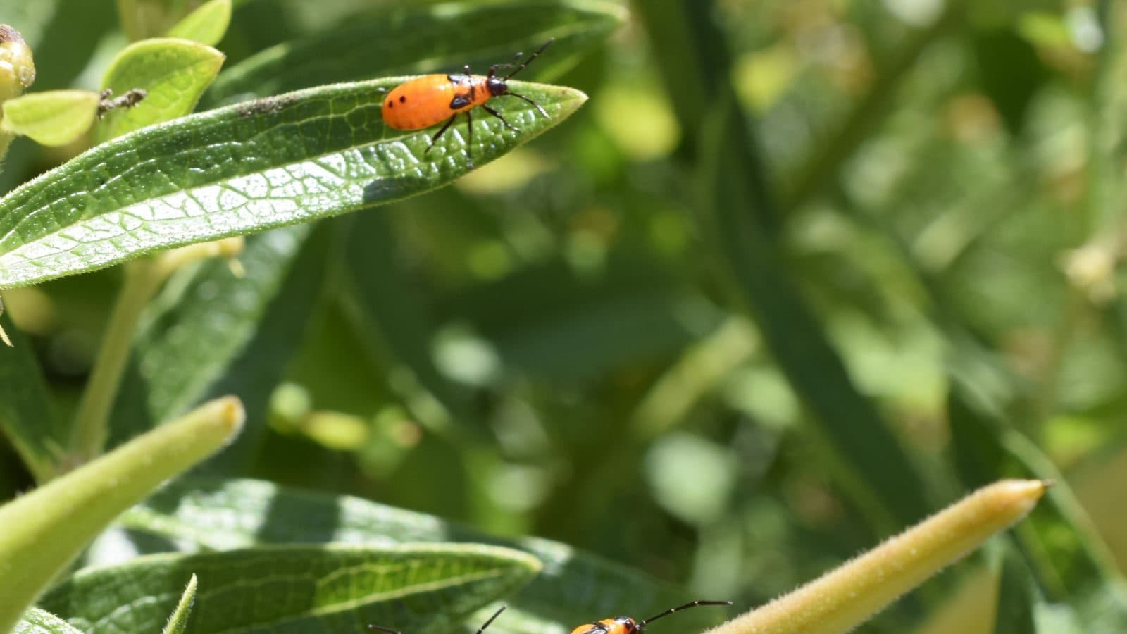 Ladhani Insect Gardening Tips: ಕಷ್ಟಪಟ್ಟು ಬೆಳೆಸಿದ ಗಿಡವನ್ನು ಹುಳ ಹಾಳು ಮಾಡ್ತಿದ್ರೆ ತಕ್ಷಣ ಈ ...