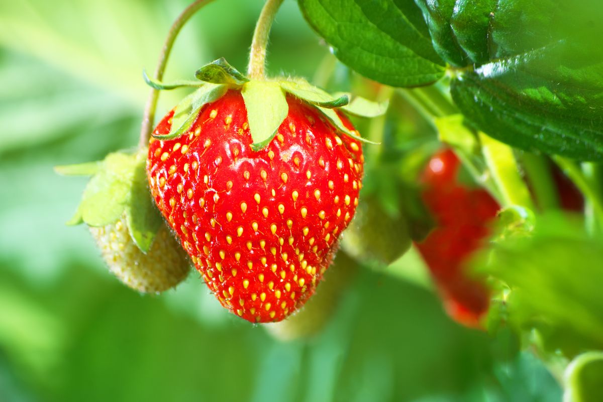 Strawberry Benefits ನಿಮ್ಮ ಮೂಳೆಗಳನ್ನು ಸ್ಟ್ರಾಂಗ್ ಮಾಡುತ್ತಂತೆ ಈ ಸ್ಟ್ರಾಬೆರಿ