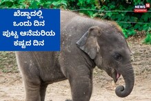 ಅಮ್ಮನ ಮಡಿಲು ಸೇರಿದ ಪುಟ್ಟ ಕಾಡಾನೆ ಮರಿ, ಖೆಡ್ಡಾದಲ್ಲೊಂದು ದಿನ ಹೀಗಿತ್ತು ನೋಡಿ