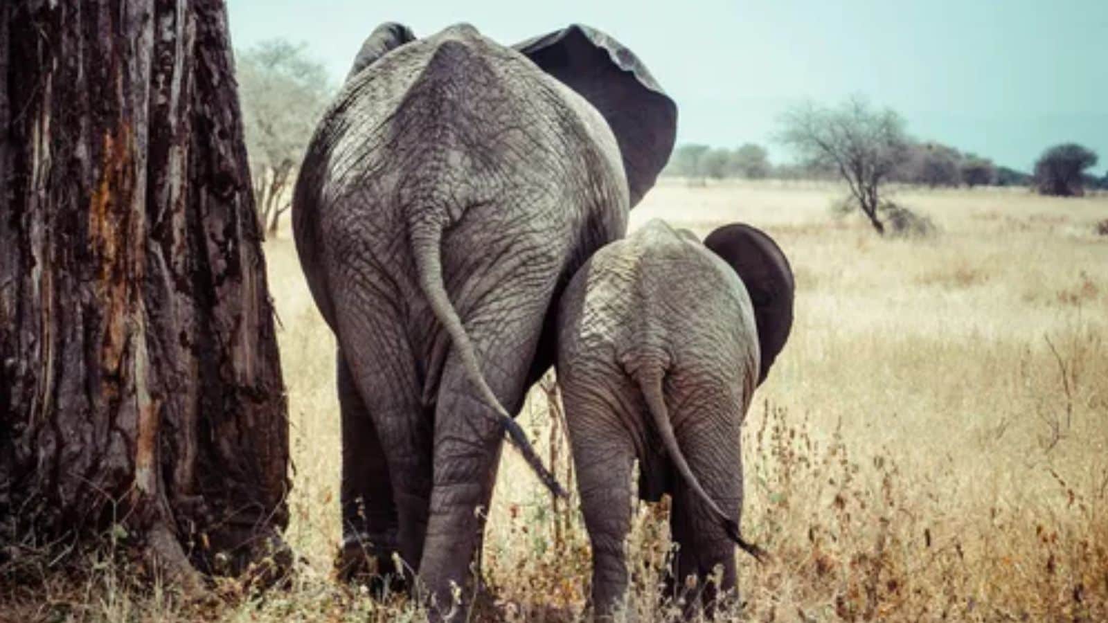 Baby Elephant Viral Video ಪಾಪ, ಈ ಪುಟ್ಟ ಆನೆಮರಿಯ ಸೊಂಡಿಲೇ ತುಂಡಾಗಿದೆ