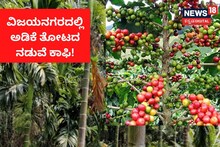 Vijayanagara: ಉತ್ತರ ಕರ್ನಾಟಕದಲ್ಲಿ ಅಡಿಕೆ ತೋಟದ ನಡುವೆ ಕಾಫಿ ಕೃಷಿ!