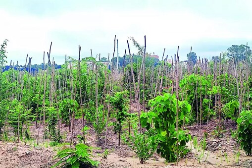 ಸುಂದರವನ