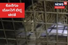 ಕೊನೆಗೂ ಬೋನಿಗೆ ಬಿದ್ದ ಚಿರತೆ; ನಿಟ್ಟುಸಿರು ಬಿಟ್ಟ ಜನ!