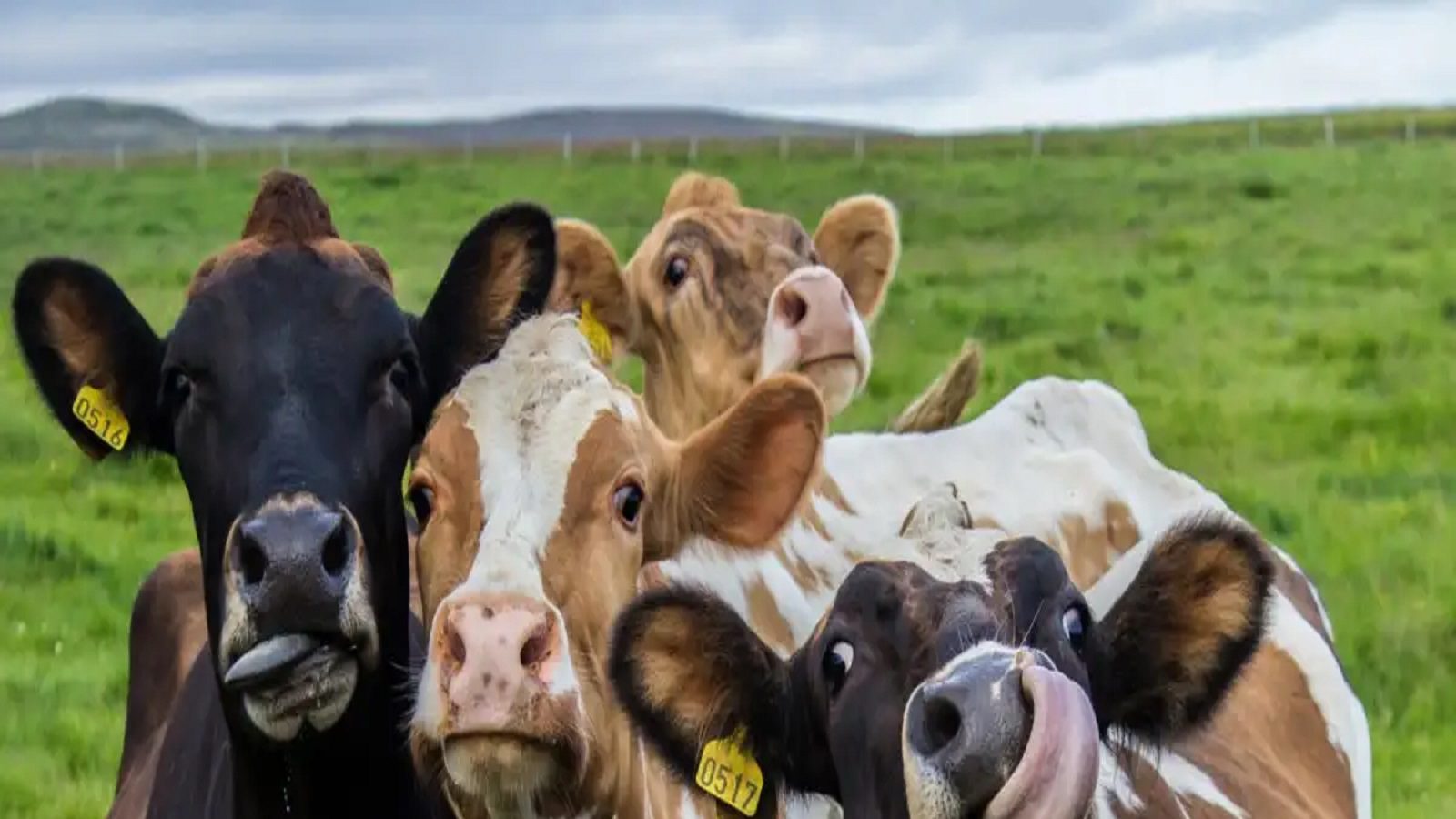 Explained With Cows Explained: ಹಸುಗಳು ಮತ್ತು ಕುರಿಗಳು ಹವಾಮಾನ ಬದಲಾವಣೆಗೆ ಹೇಗೆ ಕೊಡುಗೆ ನೀಡುತ್ತವೆ ...