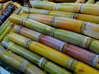 Sugarcane: ಕಬ್ಬಿನಿಂದ ಇಷ್ಟೆಲ್ಲಾ ಲಾಭ ಇದ್ಯಾ? ಕೇಳಿದ್ರೆ ಇಂದಿನಿಂದಲೇ ತಿನ್ನಲು ಆರಂಭಿಸ್ತೀರಿ