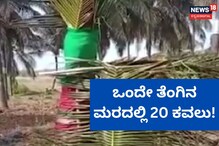 Tumkur: ಒಂದೇ ತೆಂಗಿನ ಮರದಲ್ಲಿ 20 ಕವಲು, ಮಾಲೀಕರಿಂದ ಪ್ರತಿದಿನ ಪೂಜೆ! Tumkur: ಒಂದೇ ತೆಂಗಿನ ಮರದಲ್ಲಿ 20 ಕವಲು, ಮಾಲೀಕರಿಂದ ಪ್ರತಿದಿನ ಪೂಜೆ!