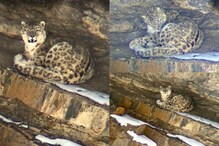 Snow Leopard: ಹಿಮಾಚಲ ಪ್ರದೇಶದ ಕಣಿವೆಯಲ್ಲಿ ಅಪರೂಪದ ಹಿಮಚಿರತೆ ಪತ್ತೆ, ವಾರದಲ್ಲಿ 2ನೇ ಬಾರಿ ದರ್ಶನ!