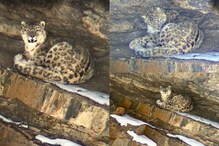 Snow Leopard: ಹಿಮಾಚಲ ಪ್ರದೇಶದ ಕಣಿವೆಯಲ್ಲಿ ಅಪರೂಪದ ಹಿಮಚಿರತೆ ಪತ್ತೆ, ವಾರದಲ್ಲಿ 2ನೇ ಬಾರಿ ದರ್ಶನ! Snow Leopard: ಹಿಮಾಚಲ ಪ್ರದೇಶದ ಕಣಿವೆಯಲ್ಲಿ ಅಪರೂಪದ ಹಿಮಚಿರತೆ ಪತ್ತೆ, ವಾರದಲ್ಲಿ 2ನೇ ಬಾರಿ ದರ್ಶನ!