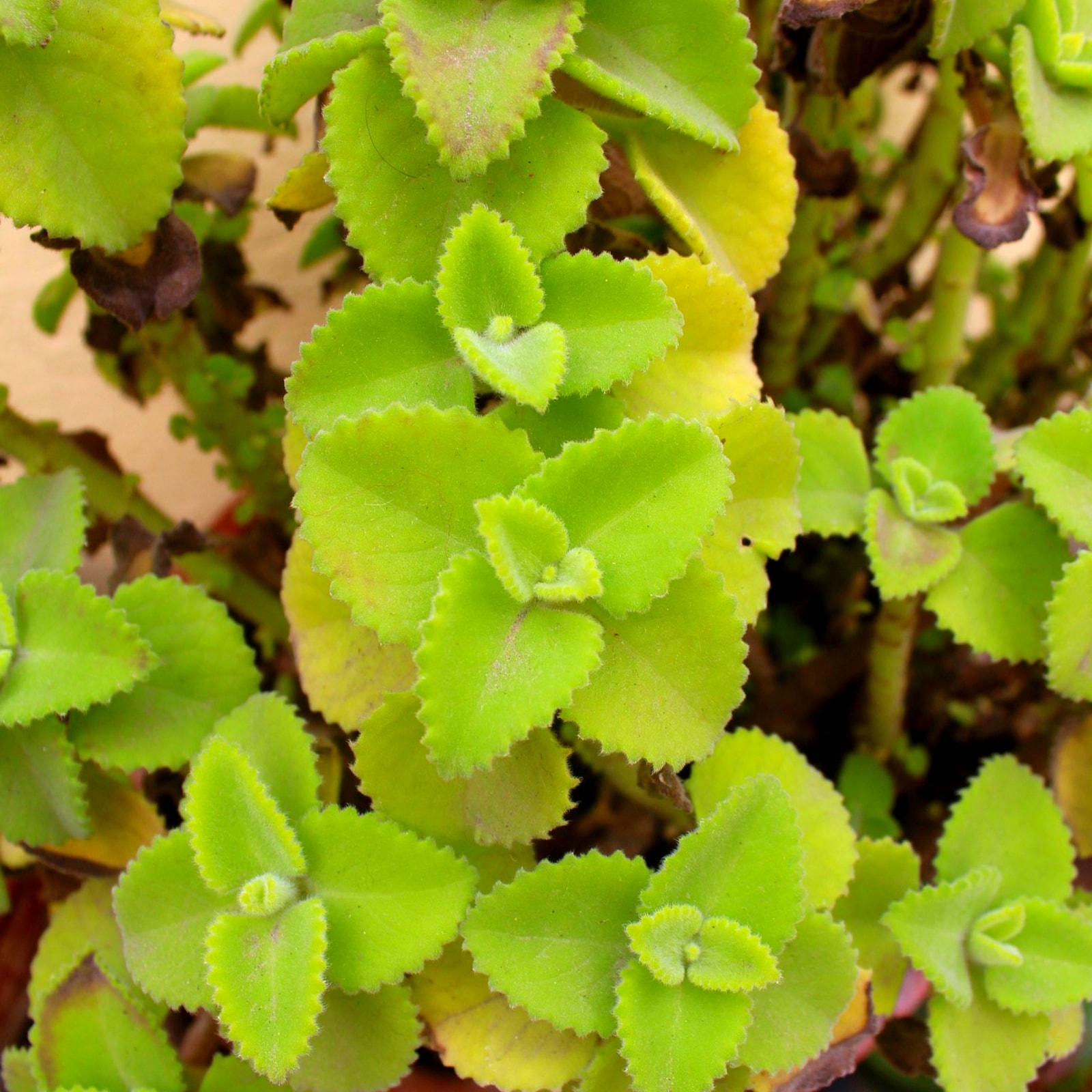 Ajwain ದೊಡ್ಡಪತ್ರೆ ಗಿಡ ಮನೆಯಲ್ಲೇ ಬೆಳೆಸಿ, ನಿಮ್ಮ ಜೀವಿತಾವಧಿ ಹೆಚ್ಚಿಸಿಕೊಳ್ಳಿ
