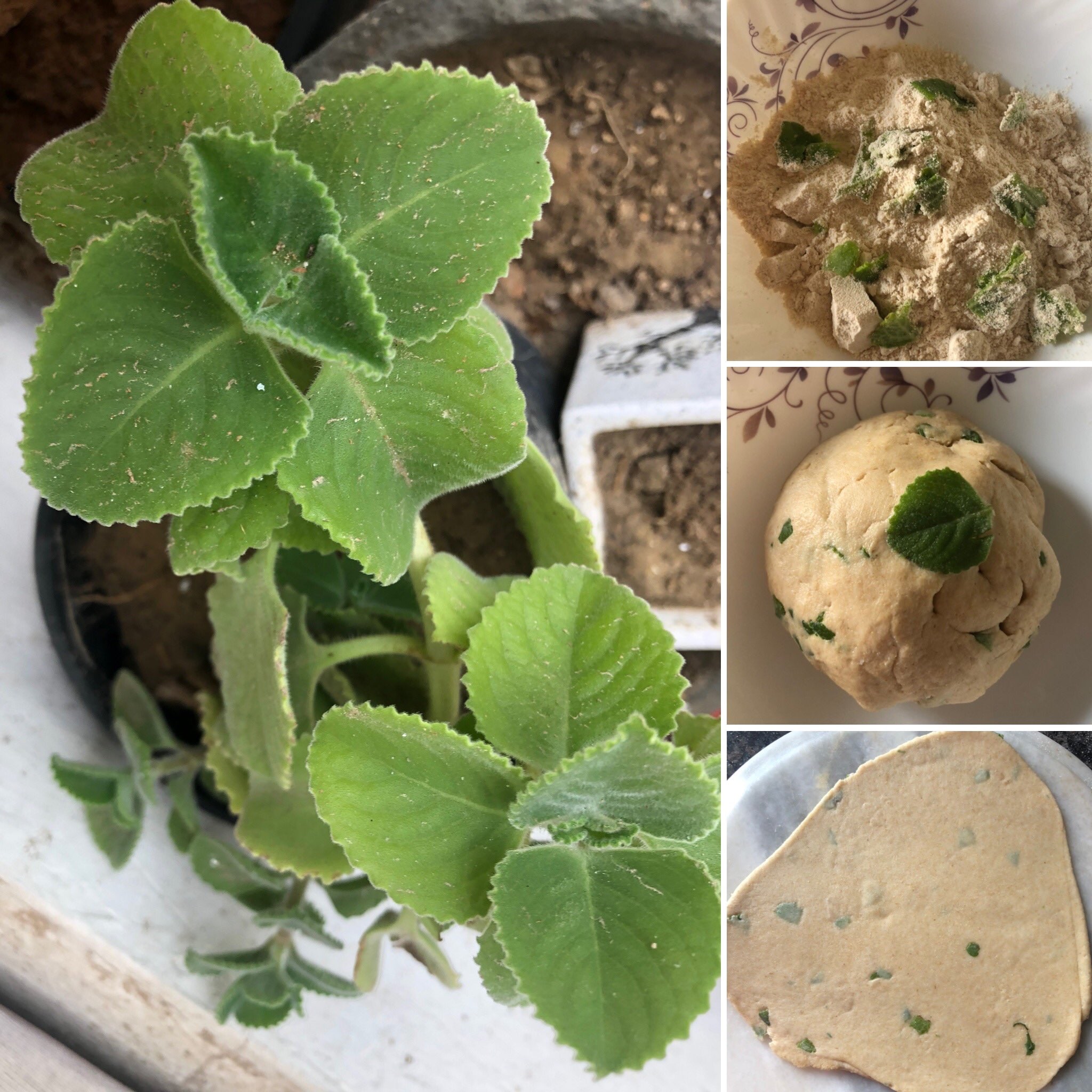 Ajwain ದೊಡ್ಡಪತ್ರೆ ಗಿಡ ಮನೆಯಲ್ಲೇ ಬೆಳೆಸಿ, ನಿಮ್ಮ ಜೀವಿತಾವಧಿ ಹೆಚ್ಚಿಸಿಕೊಳ್ಳಿ