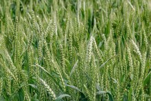 Agriculture: ಅಧಿಕ ತಾಪಮಾನದಲ್ಲಿಯೂ ಗೋಧಿ ಬೆಳೆಯಬಹುದು, ICAR ನೀಡಿರುವ ಸಲಹೆ ಹೀಗಿದೆ
