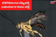 Chamarajanagar: ಬಿಳಿಗಿರಿರಂಗನ ಬೆಟ್ಟದಲ್ಲಿ ಬಹುವರ್ಣದ ಕಣಜ ಪತ್ತೆ! ಸೋಜಿಗದ ಕಣಜಕ್ಕೆ ಸೋಲಿಗ ಹೆಸರು!